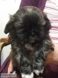 Pure Bred Shih-Tzu Puppies