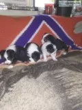 Australian Shepherd puppies