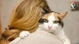 Emotional support animal doctor letter