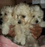 Maltipoo Puppies for sale