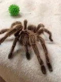 Tarantulas for sale