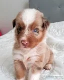 Australian Shepherd Puppies AKC