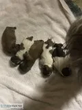 Shorkies For Sale