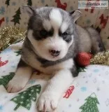 ATLAS-GRAYWHITE MALE