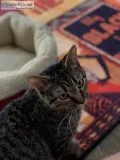 Rehoming Lovable Kitten