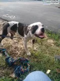 American Bulldog