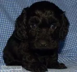Male Doxiepoo s