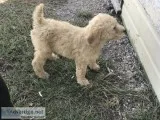 Standard Poodle puppies