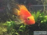 Parrot Cichlids