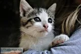 7 month old male cat