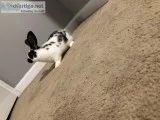4 12 month old baby black and white rabbit