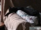 Kitten for Christmas