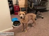 Rehoming Female Blue Lacy