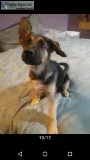 German Shepherd Puppies