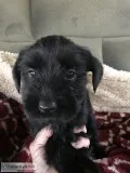 AKC Giant Schnauzer puppies