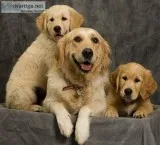 Trained golden retriever puppies