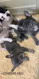 Home Raised French bull Puppie.s Available For New Homes.