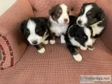 AKC Miniature American Shepherd