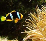 Clown fish