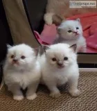 Adorable Siberian Kittens