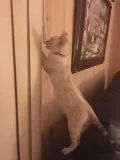 SNOW Bengal Kittens - TICA Registered