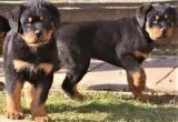 Adorable akc rottweiler puppies availabl