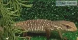 Savanha Monitor