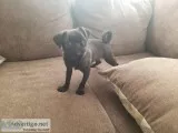 Adorable Pug Puppy