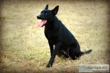 Dutch Shepherd pups pics of father