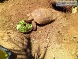 SULCATA TORTOISE HATCHLINGS