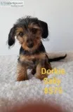 Sally Dorkie