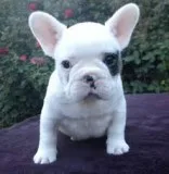 Gorgeous french bull dog puppies