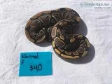 Ball Pythons available