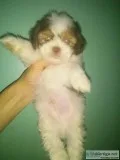 Shihtzu puppies