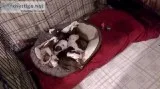 Am staffAmerican pitbull American bully puppies 9 weeks old read