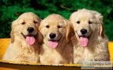 Xmas golden retriever puppies