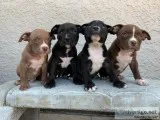 American bully pups