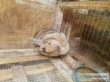 3 rabbits free to good home. Will separate. Cages and supplies n