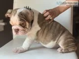 English Bulldog Puppy