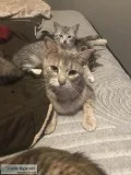 Adorable playful Kitten