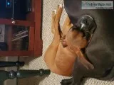 Full breed Boxer Male