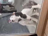 Bull Terrier Puppies