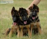 German Shepherd