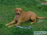 AKC Labrador Retriever puppies