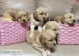 Puppies for sale
