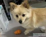 Pomeranian for sell