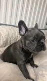 Nice Nd Healthy French Bulldog Puppies Available