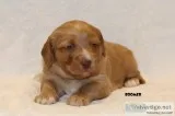 Labradoodle Puppies