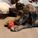 beautiful great dane 7months