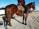 Nice Bay Colt